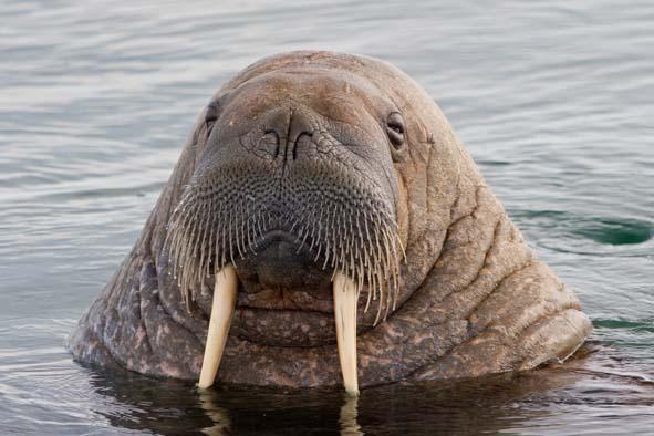 photos/walrus-lurker.jpg